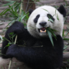 Adorable Pandas Live Wallpaper icon