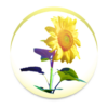 Sunflower Weather map icon