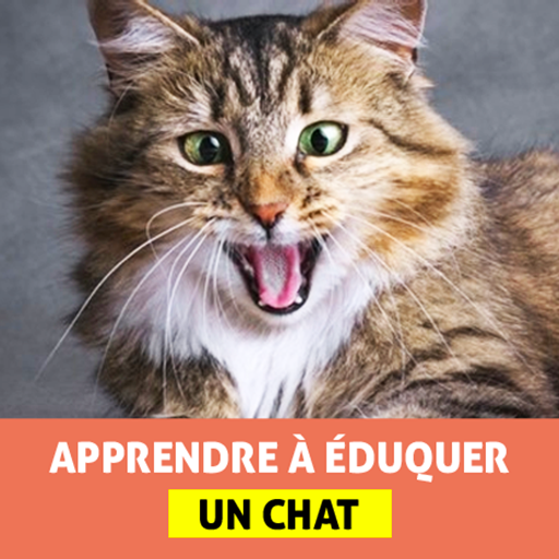 Dressage pour Chat icon