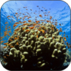 Coral Reef Fish Video LWP icon