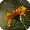 Rain Video 3D Live Wallpaper icon