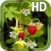 Forest Berry LWP icon