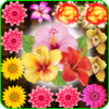 Blossom Garden icon