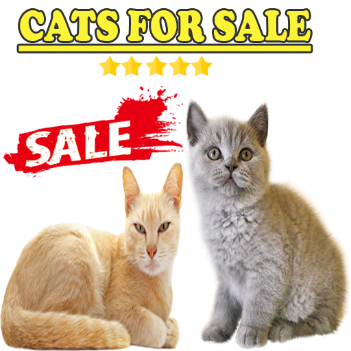 Best kittens for sale icon