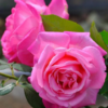 Rosas y claveles para compartir icon