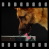 German Shepherd Video Wallpaper icon