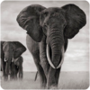 Elephant Wallpapers icon