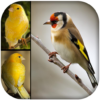 Singing Birds & Wallapaper goldfinch & canary icon