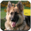 German Shepherd HD Wallpaper icon