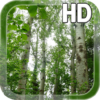 Birch Forest LWP Free icon