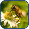 Bee Cute Wallpapers icon