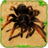 Spider Simulator Creepy Tad icon