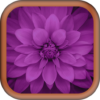 Purple Images Wallpapers icon