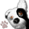 Oh My Dog Virtual Pet icon