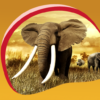 Elephant Live Wallpapers icon