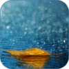 Rain Live Wallpaper icon