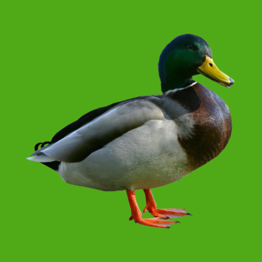 Progressive Duck Decoy icon