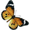 Butterflies icon