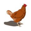 Poultry Manager 2.0 icon