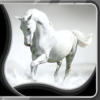 Horses Live Wallpapers icon