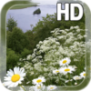 Chamomile flowers Field LWP icon