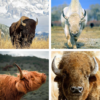 Buffalo Wallpaper: HD images, Free Pics download icon