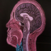 Magnetic Resonance Imaging icon