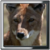 Fox Live Wallpaper icon