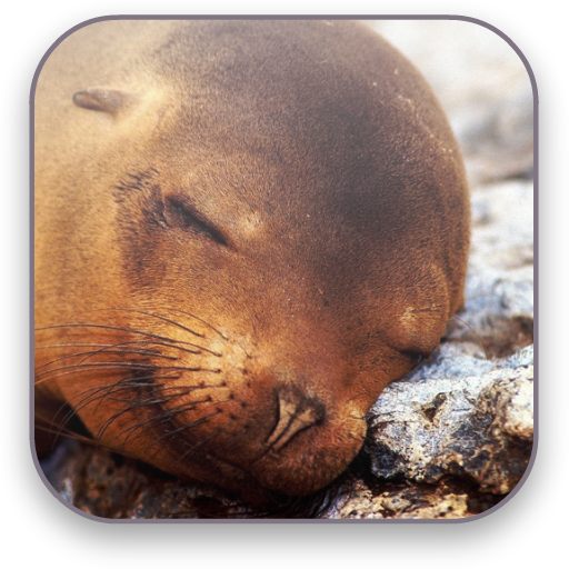 Seal Free Video Wallpaper icon