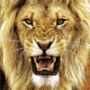 Lion Wallpapers icon