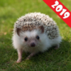 FREE hedgehog Funds 2019 icon