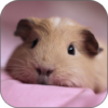 Hamster Licks Screen Wallpaper icon