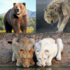 Wild Animals icon