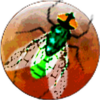 Galactic Insects icon