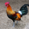 Red junglefowl Sounds & Calls icon