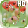 Water Drops Berry LWP icon