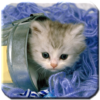 Kitten HD Wallpapers icon