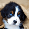 Cute Dog Wallpapers icon