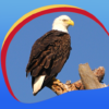 Eagle Live Wallpapers icon