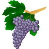 Grape varieties icon