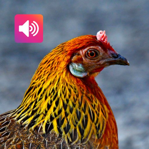 Red Junglefowl Female: Calls icon