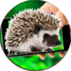 Hedgehog On Hands Screen Fun icon