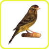 Canary Timbrado HD icon