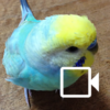 Budgerigar Camera for Parakeet icon