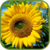 Hot Sunflower Wallpapers icon