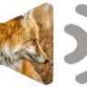 Fox call icon