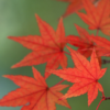 Maple Leaf Live Wallpaper icon