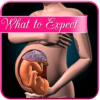 Pregnancy weekly Report icon