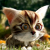 Kitty Quest Cat Adventure Game icon