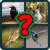 Birds guess icon